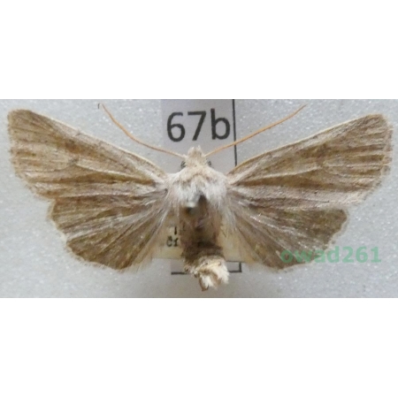 Agrochola laevis (Hübner, 1803) Czech67b